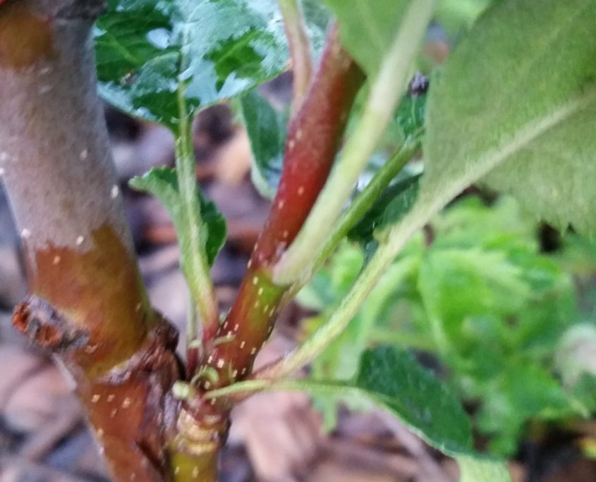 Grafting - Apple Trees - Mid West Outdoors