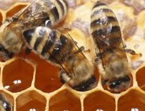 How Do Honeybees Make Honey!