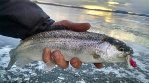 Ice Fishing For Trout - Best Rainbow Trout Catch of 2017