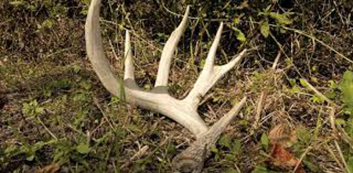 whitetail-deer-antler-growth-process-texas-hunter-products