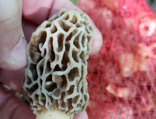 Morel Mushrooms – Picking Time!